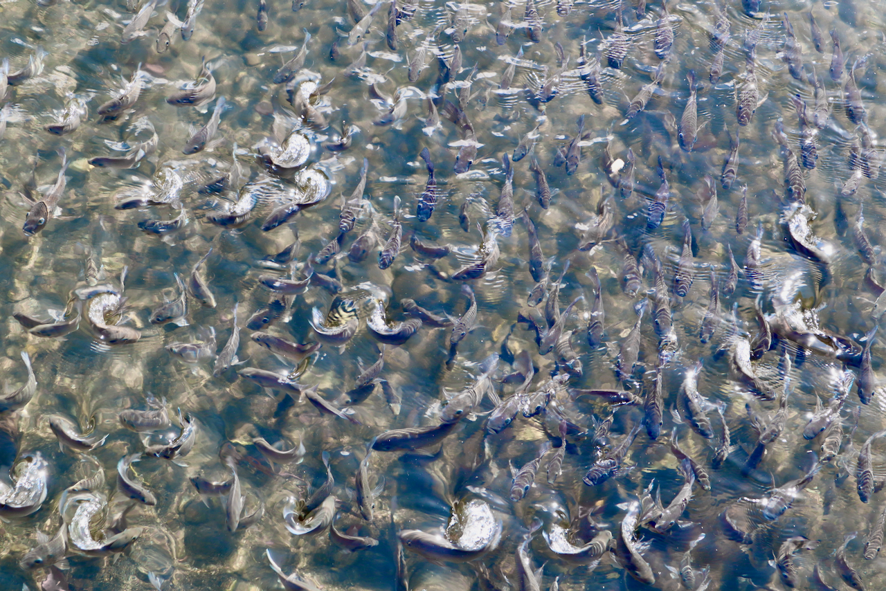 Looking down at a school of fish awaiting food from above.